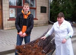 Заготівлею підщеп керує старший лаборант Л.А.Заїка